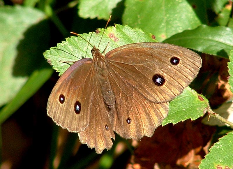 Minois dryas